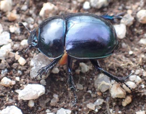 Réf. 228 858 : Trypocopris pyrenaeus